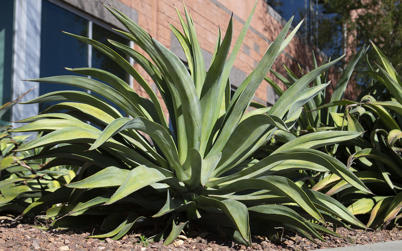 Smooth Agave