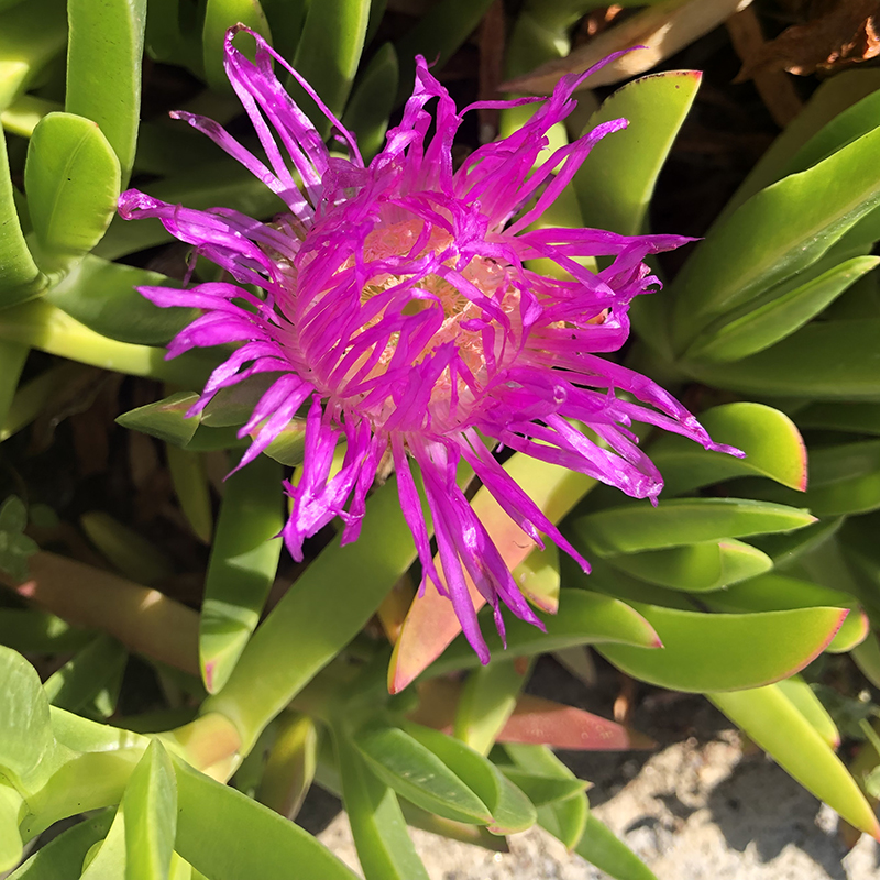 Red Spike Ice Plant